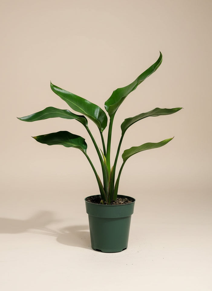 Bird of Paradise