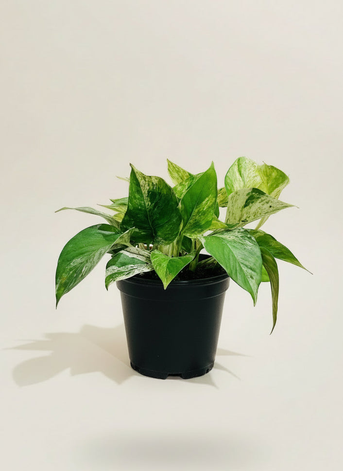 Marble Queen Pothos