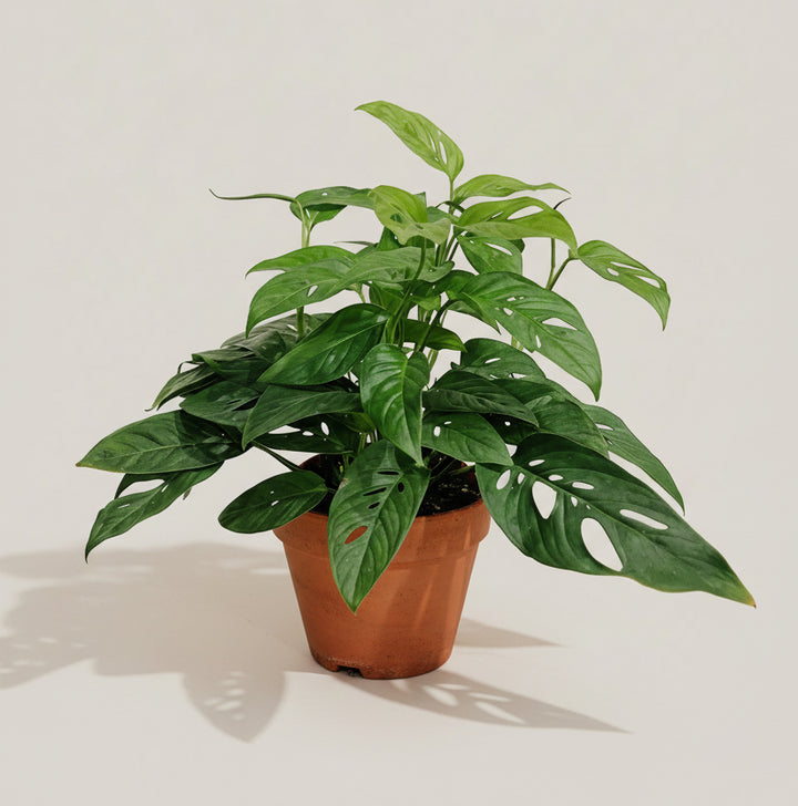 Monstera Adansonii