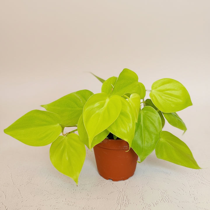 Philodendron Lemon Lime