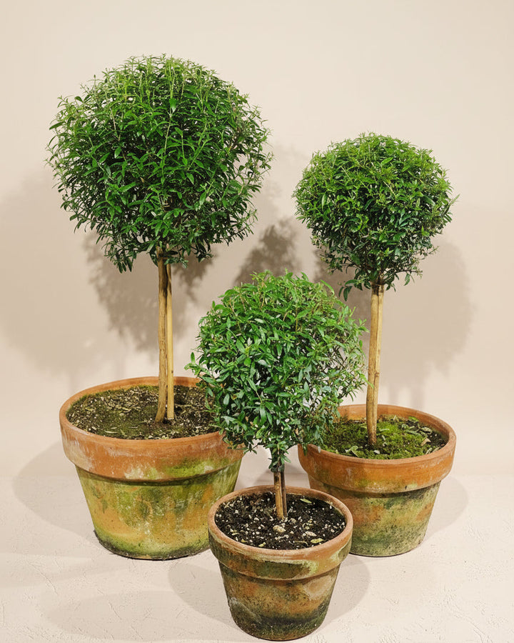 Myrtle Topirary