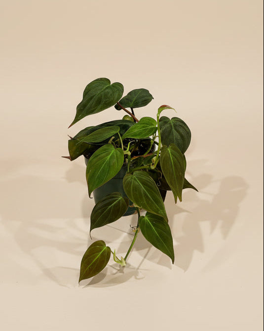 Philodendron Micans
