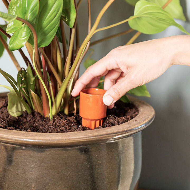 Terra Cotta Watering Bulb