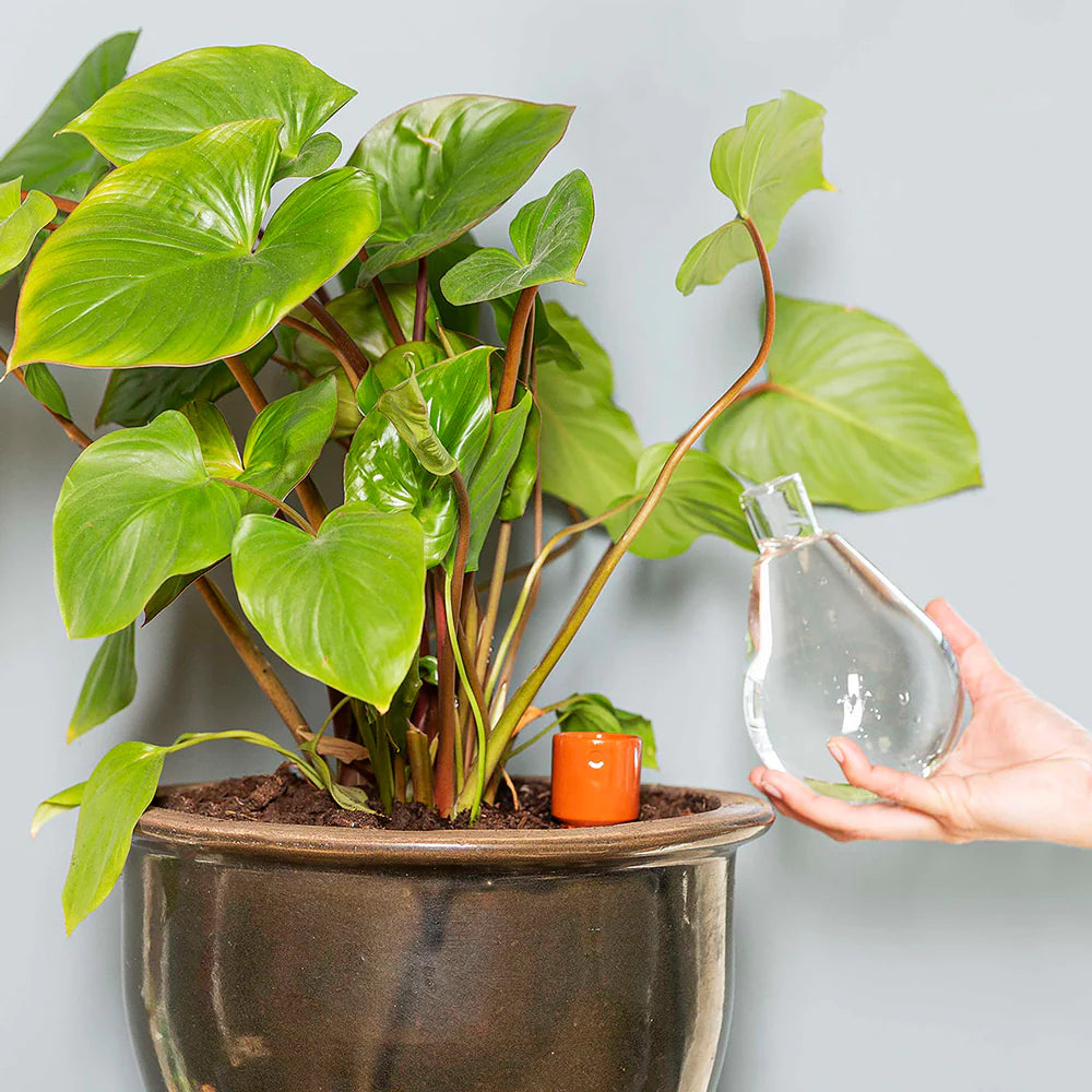 Terra Cotta Watering Bulb